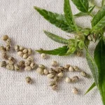 Harnessing the Power of Cannabis Seeds for Mental Wellness