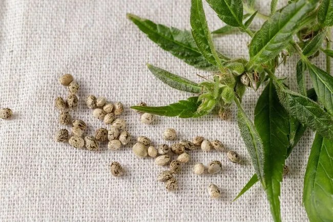 Harnessing the Power of Cannabis Seeds for Mental Wellness